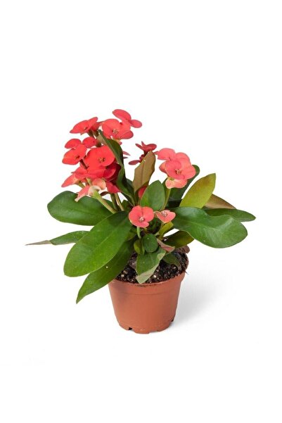 GoldLotus Euphorbia Milii Dikenler Tacı Çiçekli Kaktüs