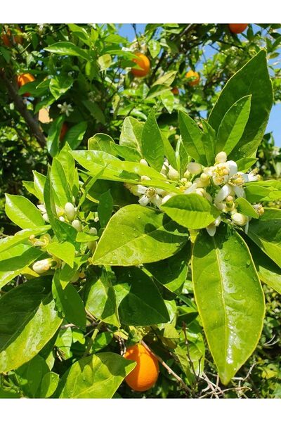 nurcangündüzalışveriş Taze Portakal Yaprağı 100 Gr.