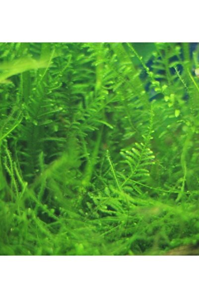 Effingo Chrıstmas Moss Canlı Akvaryum Bitkisi (50cclik Kapta)