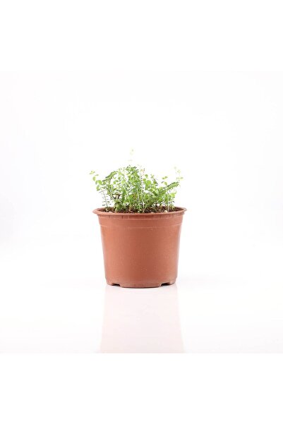 artemisiatıbbibitki Sarı Kantaron Fidesi Saksıda - 14 Cm'lik Saksı