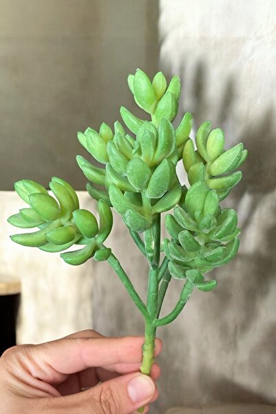 YAPAY ÇİÇEKÇİNİZ صبار صناعي حقيقي