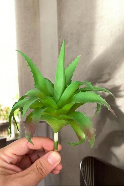 YAPAY ÇİÇEKÇİNİZ صبار صناعي حقيقي