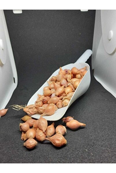 ANNE ELİ Kıska Arpacık Soğan 2kg