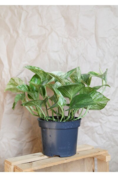 Plant in da House Epipremnum Pinnatum-marble Queen Pothos-alacalı Salon Sarmaşığı