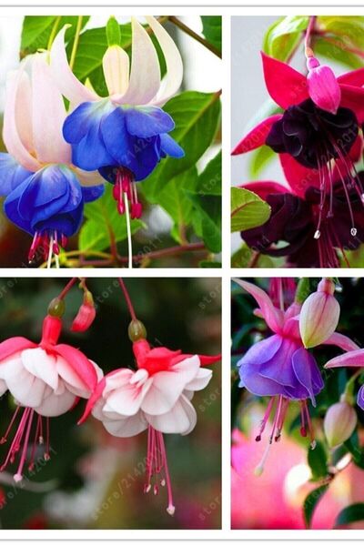 Eslem Tohumculuk Özel Renk Küpeli Tohumu 10 Adet Farklı Renkler