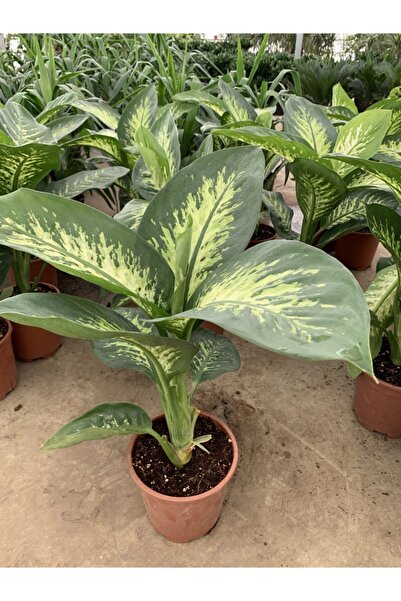 ÇİĞDEM ÇİÇEK DÜNYASI Tropik difenbahya Çiçeği