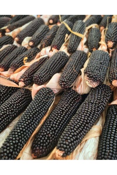 cicekfidantohumbitki Siyah Mısır 20 Tohum