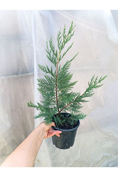 retro çiçekçilik Leylandi Fidanı - Çamı 40-50 CM