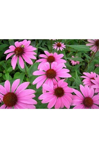 Tohum Dünyası 50 Adet Ekinezya Şifalı Bitki Tohumu