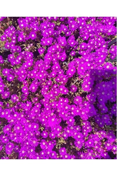 SARMASK Acem halisi fidesi 5 adet (10-15cm