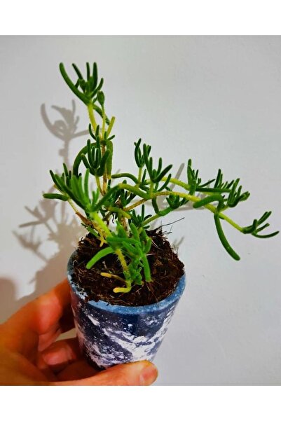 SARMASK Acem halisi cicegi fidesi(4adet -yer örtücü-mezar örten cicek (10-15cm)