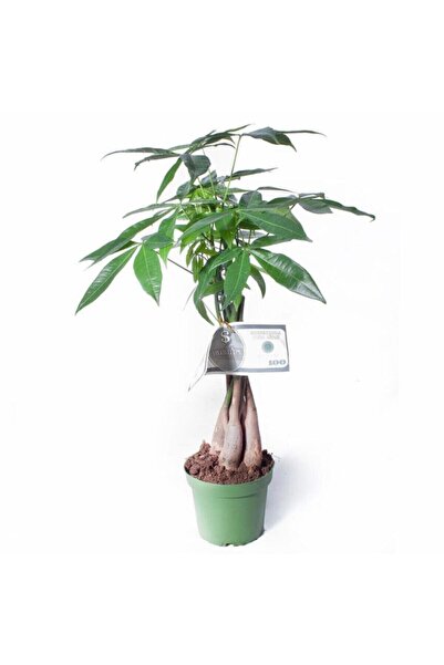 cicekgonder Pachira - Para Ağacı