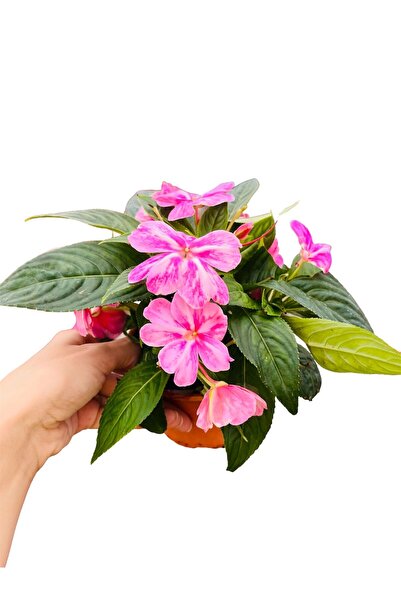 denizingarden Rozet çiçeği pervane çiçeği pembe alacalı