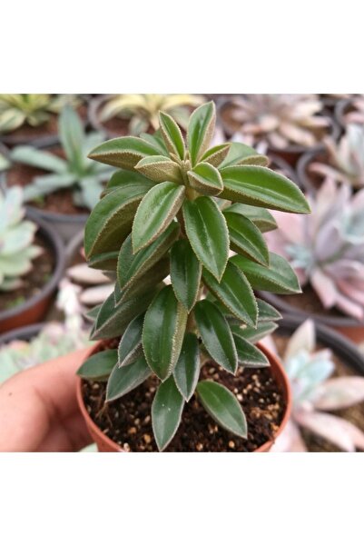 cantropikal Peperomia Dolabriformis Var.glaucescens Sukulent