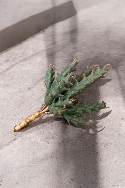 YAPAY ÇİÇEKÇİNİZ Gerçek Dokulu Yapay Kaktüs Sukulent