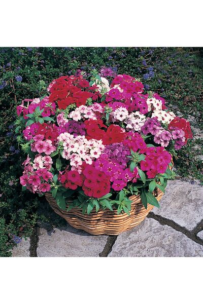 Tohum Dünyası 120+ Adet Drummond Phlox Tohumu- Alev Çiçeği Tohumu- Kokulu Karışık Çiçekli