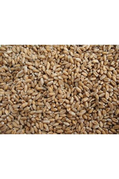 Buğday Çimi Tohumu -kedi Çimi Organik Buğday Çimi Tohumu -1 Kg