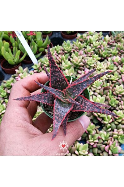 cantropikal Aloe Christmas Carol. Hyrbid Sukulent