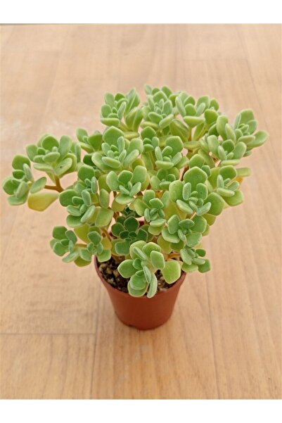 Ravza Çiçekçilik Aeonium Lindleyi ( Sevda Ağacı ) ( 5,5 Cm Saksıda )