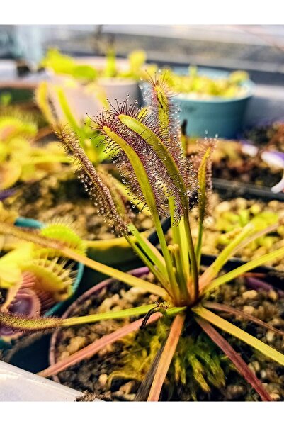 mobuflora Drosera Capensis Sinek Kapan Etobur Bitki Saksıda Dikili