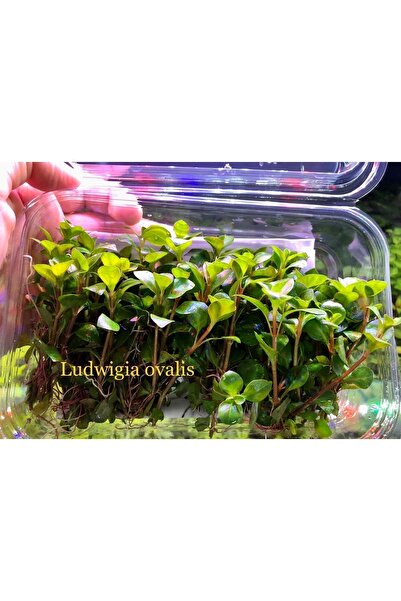 Ludwigia Ovalis Oval Gül