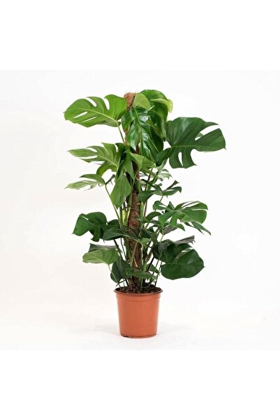 Hilal Garden Monstera Deve Tabanı Yosun Sopalı 100-120 Cm