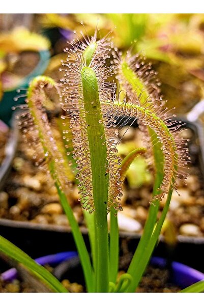 mobuflora Drosera Capensis Sinek Kapan Etobur Bitki Saksıda Dikili
