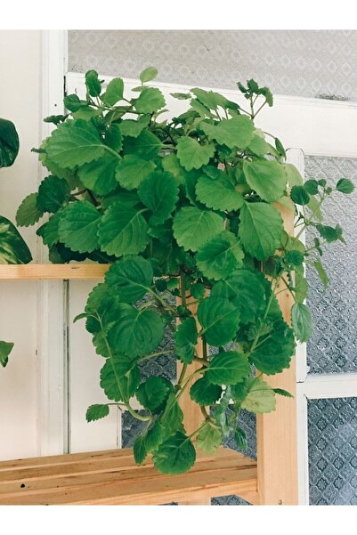 leylanın bahçesi Parlak Mustafa Bitkisi