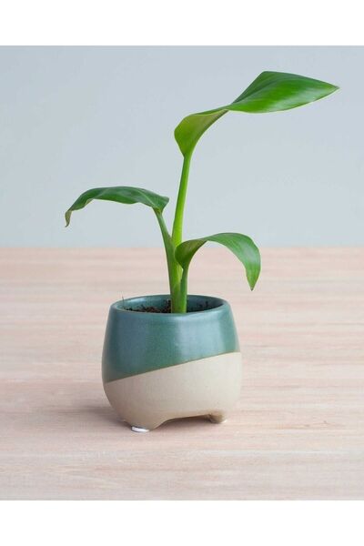 Starlica - White Bird of Paradise Seedling Size