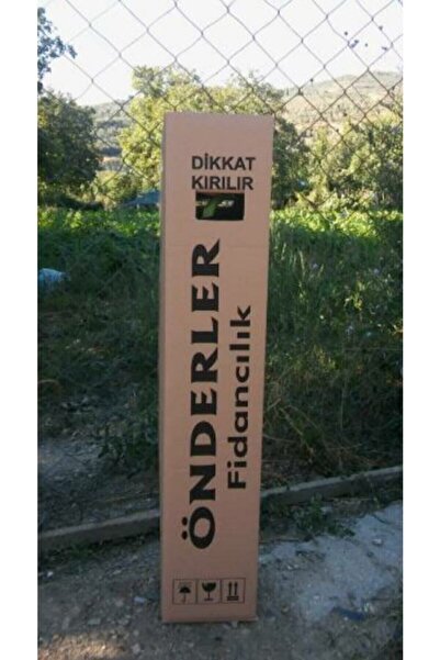 Önderler Beyaz Renkli Arap Yasemin Fidanı Saksılı [rhyncospermum Jasminoides]