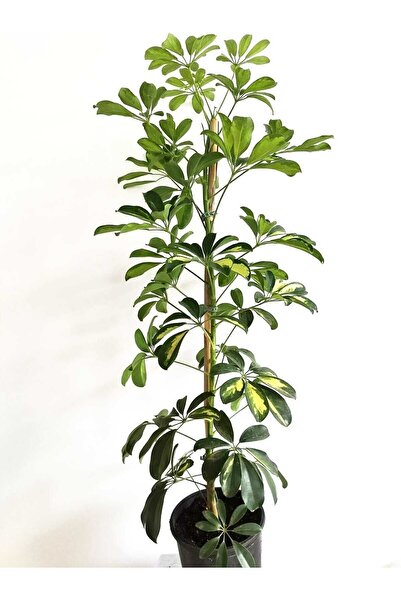 Mery Flowers Şeflera Bitkisi 100-120 Cm Schefflera Bitkisi 5 Parmak Bitkisi Ev Bitkisi Ofis Bitkisi Salon Bitkisi
