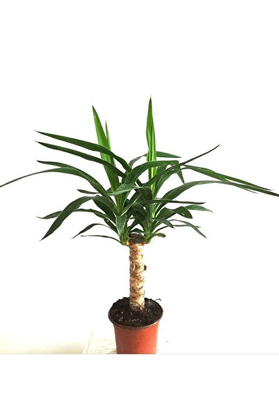 One-Bodied Yucca Flower -Yucca Plant (Yucca Elephantipes)