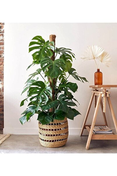 Hilal Garden Monstera Deve Tabanı Yosun Sopalı 100-120 Cm
