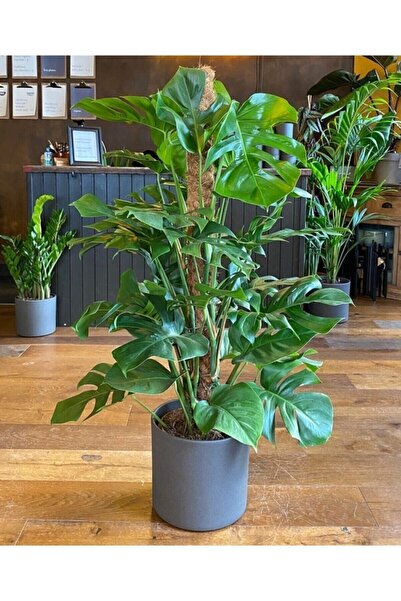 Hilal Garden Monstera Deve Tabanı Yosun Sopalı 80-100 Cm