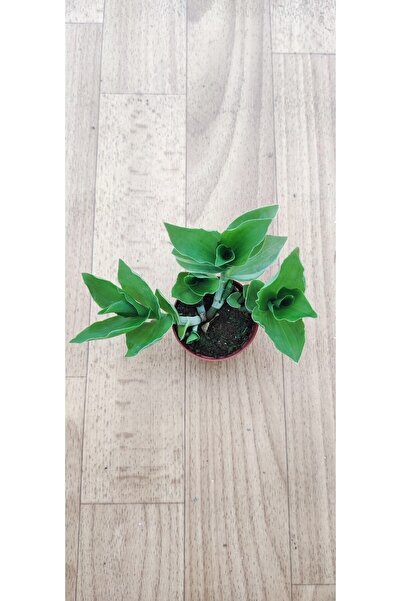 Ravza Çiçekçilik Yeşil Telgraf Çiçeği 5.5 Cm Saksıda) Dolgun Ve Formlu