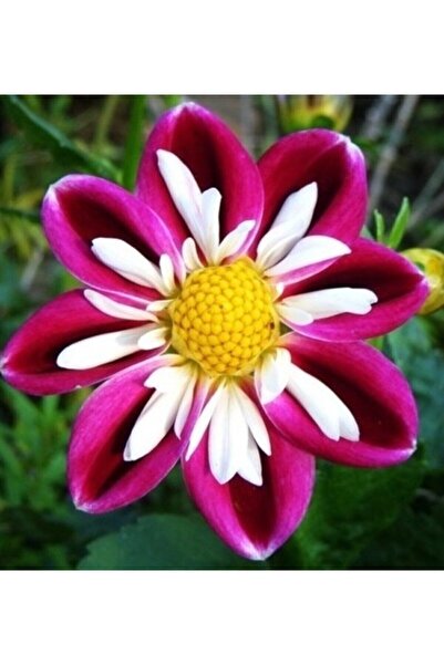 Genel Markalar Eslem 10 Adet Bordo Beyaz Dahlia (yıldız Çiçeği) Tohumu +10 Ad...
