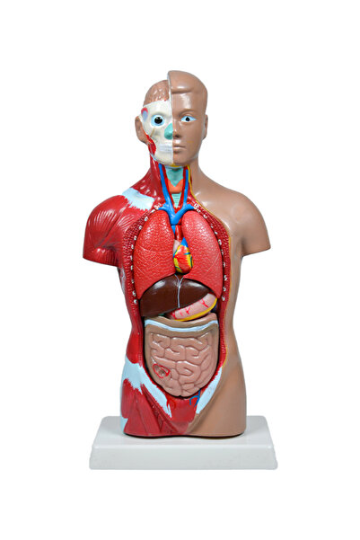 Temel İnsan Vücudu Modeli 27 Cm