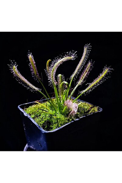 mobuflora Drosera capensis ''alba'' Sinek Kapan Etobur Bitki