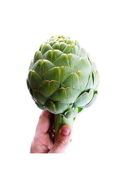 ZENGARDEN EV VE BAHÇE Yeşil enginar tohumu atalık artichoke green globe