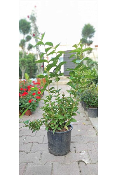 Bahçe Peyzaj Vangelya Gelin Tacı Çiçeği Saksıda