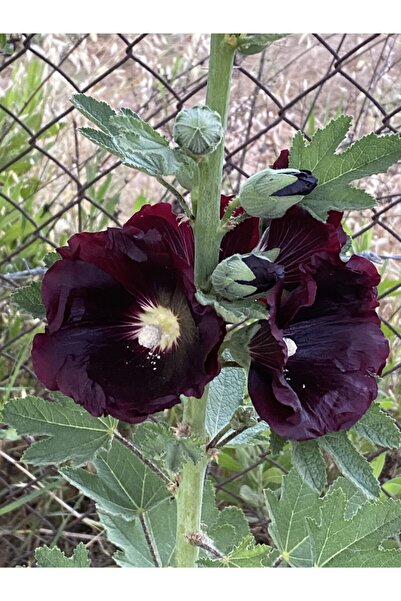 Silifkeden Bordo Hatmi Çiçeği Tohumu 5 Adet