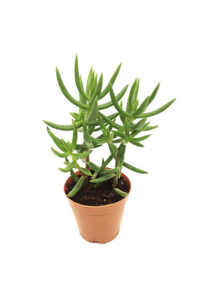 Genel Markalar Crassula Tetragona Sukulent Yeni Seri