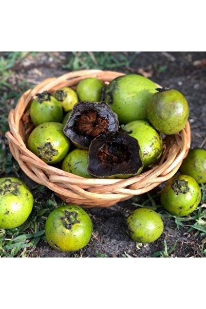 Berke Fidancılık Tüplü Black Sapote (Çikolata Meyvesi) Fidanı