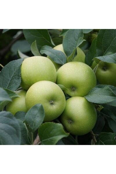 Berke Fidancılık Meyve Verir Durumda Bodur Elma Fidanı