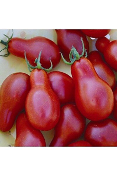 Tohum Dünyası 10 Adet Kırmızı Ampül Domates Tohumu- Asit Oranı Düşük- Sırık T...