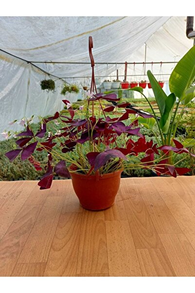 SMY HOBİHANEM Oxalis Triangularis Süs Yoncası Uyku Çiçeği 20 Cm Saksıda