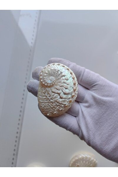 Seashell Rio Deniz Kabuğu ; Sedef Abalon / 6-7 Cm / 1 Adet