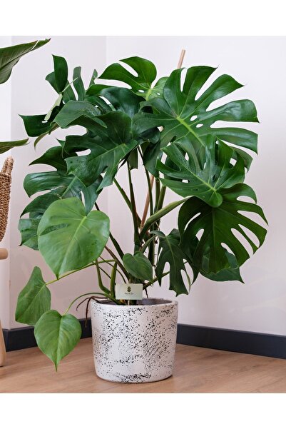 Ravza Çiçekçilik Deve Tabanı Bitkisi ( 50 - 60 Cm ) ( Monstera Deliciosa ) ( ...