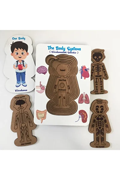 Moon Beavers Our Body Systems - Male Educational Tutorial Developer Paintable School (my With Science