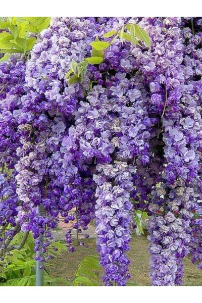 Önderler Mor Salkım Fidanı Bahçenize Estetik Bir Güzellik Katın!